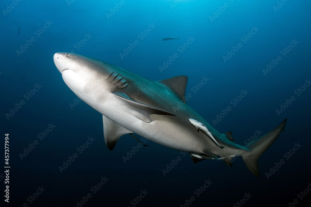 Naklejka premium Bull Shark on Protea Banks South Africa
