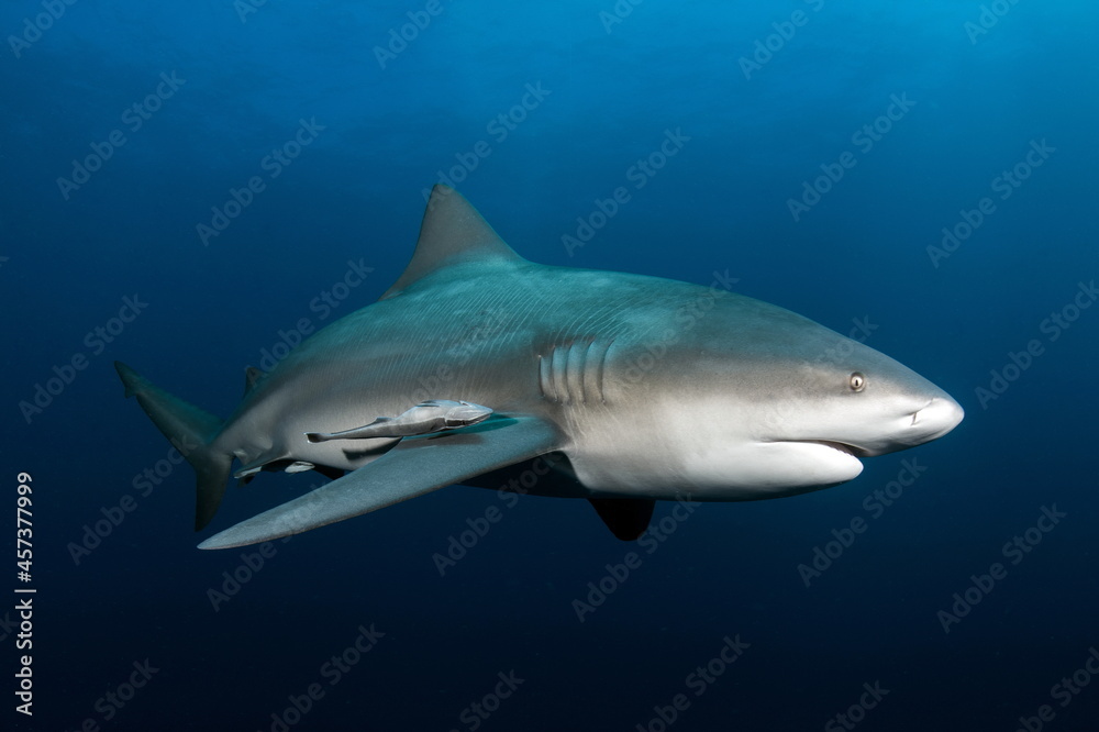Naklejka premium Bull Shark on Protea Banks South Africa