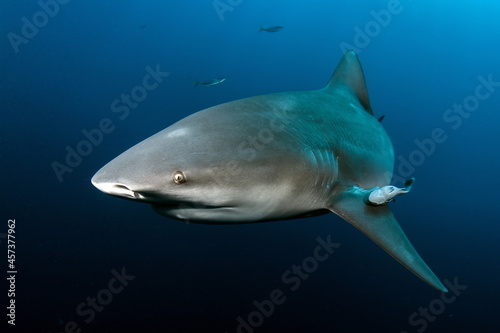 Bull Shark on Protea Banks South Africa