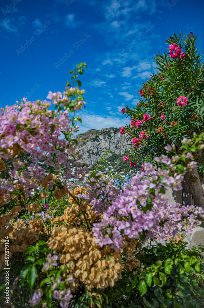 Obraz premium flowers in the park