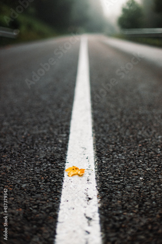 Yellow autumn leaf on the road in forest 