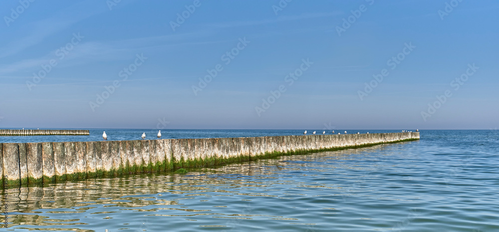 Seagulls on wooden posts as breakwaters on the Baltic beach.