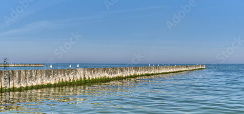 Seagulls on wooden posts as breakwaters on the Baltic beach.
