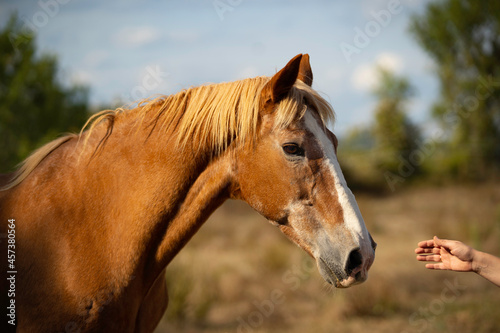 portrait of an old horse