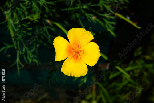 A variety of beautiful summer flowers.