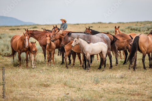 herd of mares and foals on the range in Montana near the Pryor mountains with smoky skies from wild fires. photo