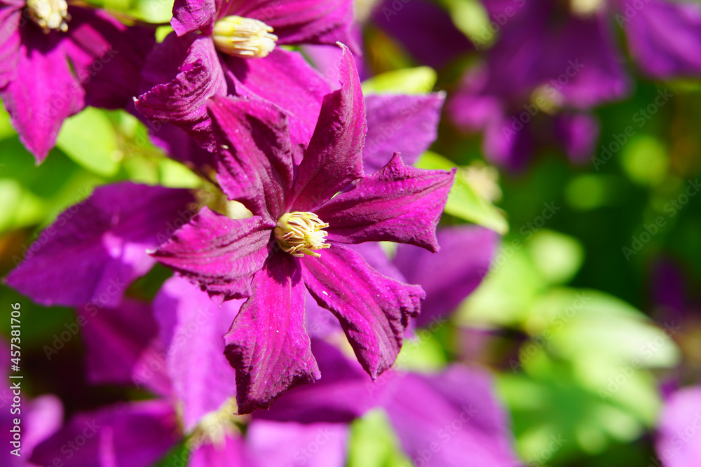 A variety of beautiful summer flowers. A variety of beautiful summer flowers.
