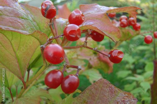 Wallpaper Mural cranberry Torontodigital.ca