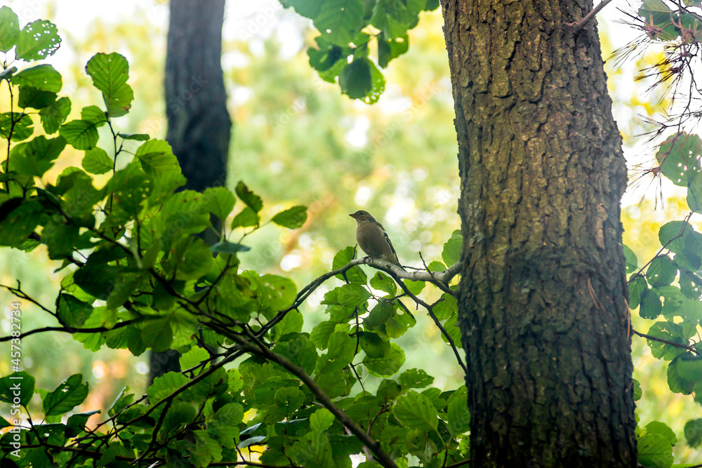 Obraz premium a chaffinch bird