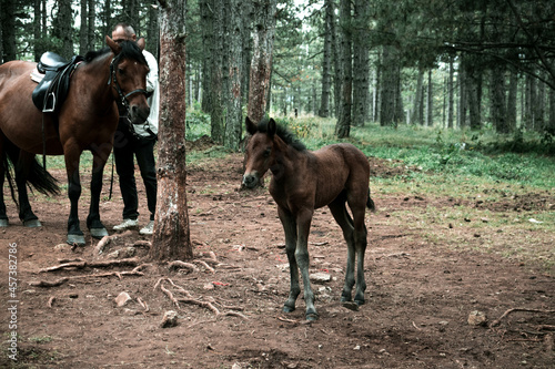 A small baby horse in woods