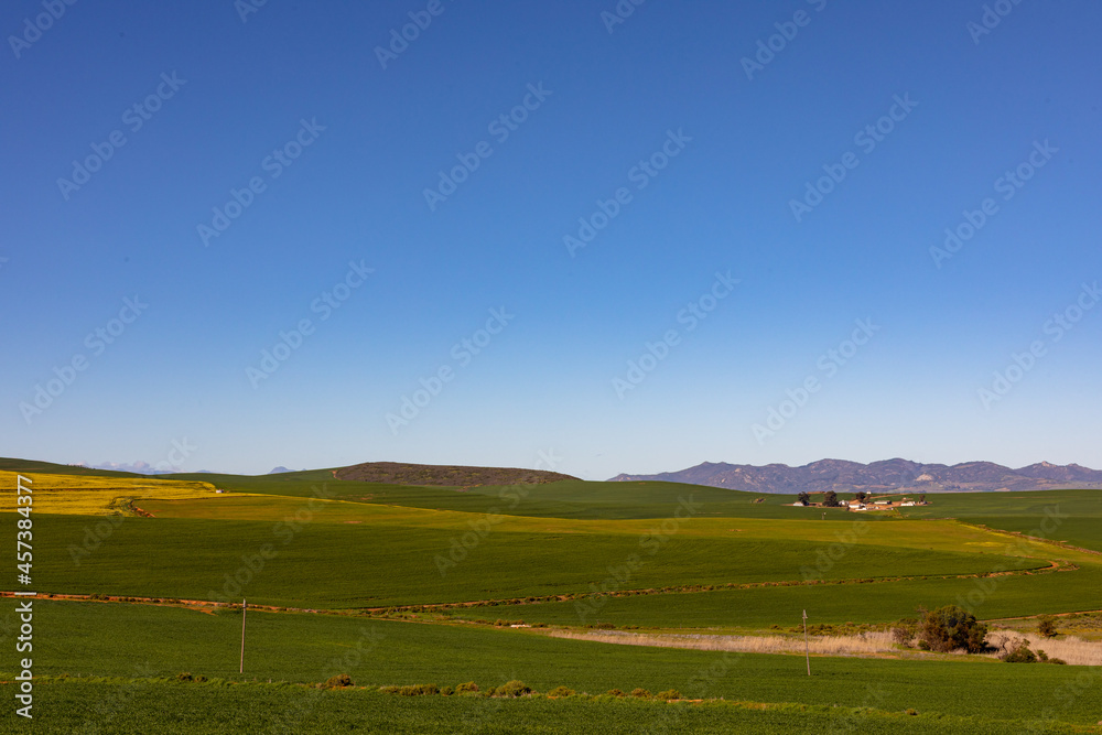 Closeup of yellow flower in countryside landscape with cloudless sky