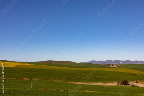 Closeup of yellow flower in countryside landscape with cloudless sky