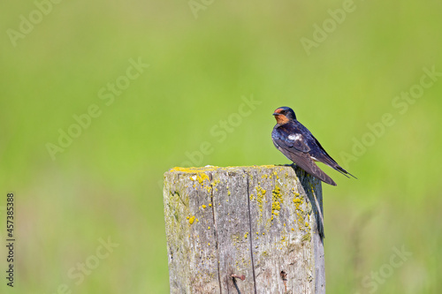 Adult barn swallow (Hirundo rustica) perched on a wooden beam.