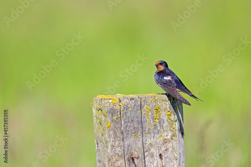 Adult barn swallow (Hirundo rustica) perched on a wooden beam. photo