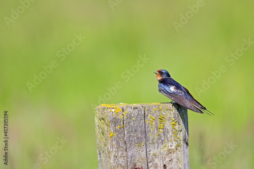 Adult barn swallow (Hirundo rustica) perched on a wooden beam.