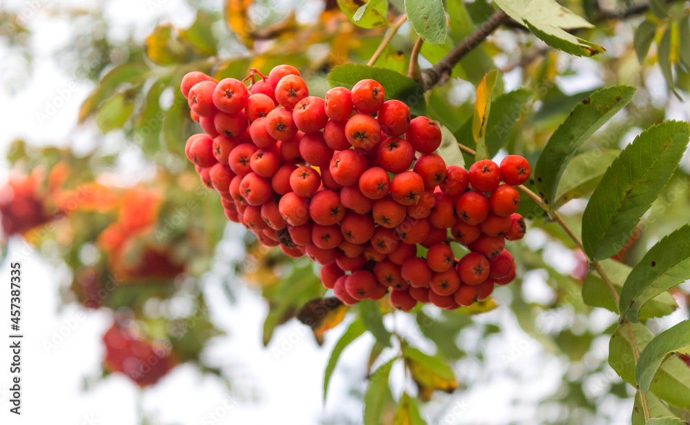 Rowan berries, rowan berries, trees are also called mountain ash Rowan berries, rowan berries, trees are also called mountain ash