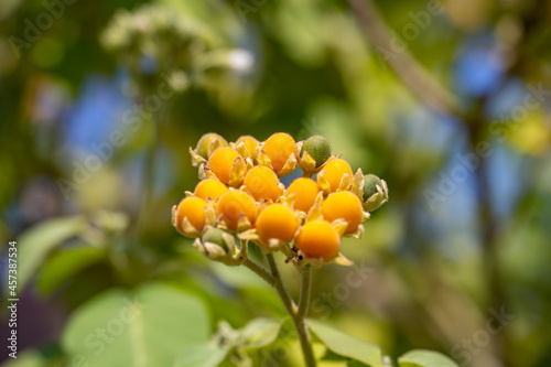 Close-up of Dwarf Tamarillo Fruit (Cyphomandra abutiloides) photo