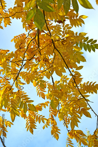A branch of gray nut (Juglans cinerea L.) with yellow leaves against the background of a blue sky photo