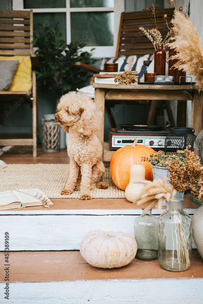 poodle dog sits on porch of the backyard decorated with pumpkins and dry grass in autumn, rustic furniture on veranda of a rustic house, a cozy and stylish interior in autumn colors
