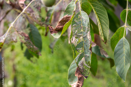 Lots of caterpillars on walnut tree consuming the leaves photo