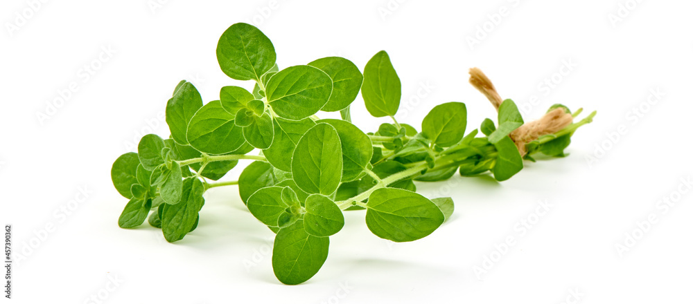 Oregano leaves, marjoram branch, isolated on white background. Oregano leaves, marjoram branch, isolated on white background.