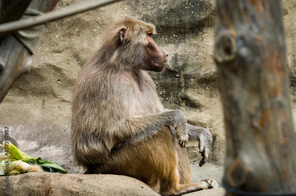 zoo animals, zoo, animals, wild animals, elephant, alligator, panda, red panda, monkey, rhino, birds, kangaroo, lizard, agave, turtle, giraffe, meerkat, elephant