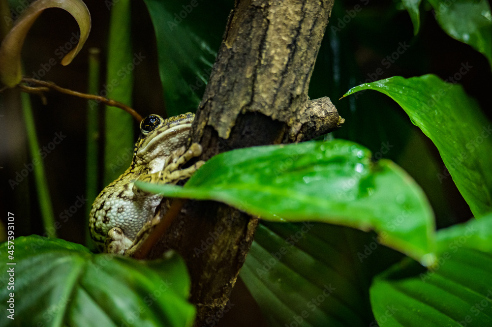 zoo animals, zoo, animals, wild animals, elephant, alligator, panda, red panda, monkey, rhino, birds, kangaroo, lizard, agave, turtle, giraffe, meerkat, elephant zoo animals, zoo, animals, wild animals, elephant, alligator, panda, red panda, monkey, rhino, birds, kangaroo, lizard, agave, turtle, giraffe, meerkat, elephant