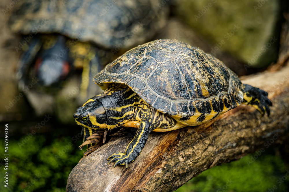 zoo animals, zoo, animals, wild animals, elephant, alligator, panda, red panda, monkey, rhino, birds, kangaroo, lizard, agave, turtle, giraffe, meerkat, elephant zoo animals, zoo, animals, wild animals, elephant, alligator, panda, red panda, monkey, rhino, birds, kangaroo, lizard, agave, turtle, giraffe, meerkat, elephant
