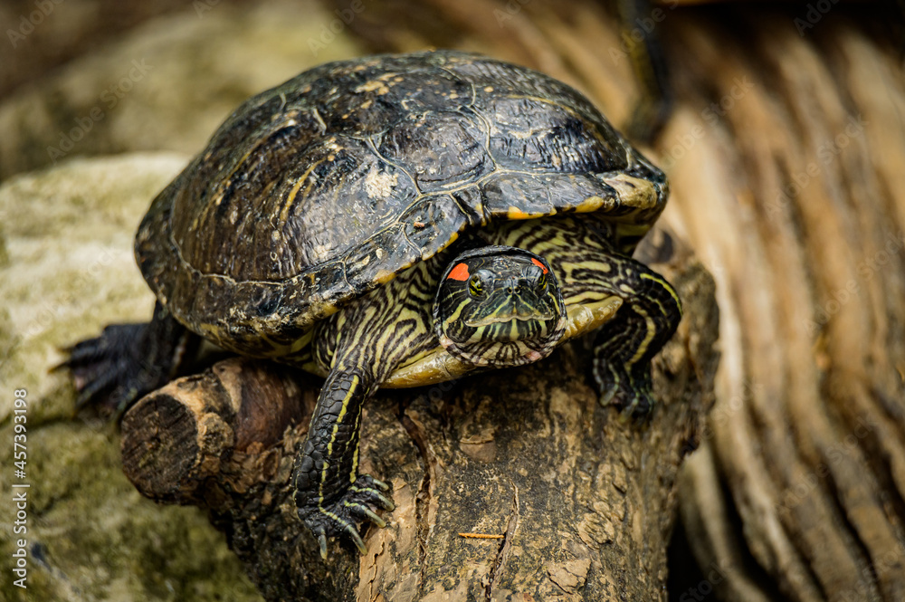 zoo animals, zoo, animals, wild animals, elephant, alligator, panda, red panda, monkey, rhino, birds, kangaroo, lizard, agave, turtle, giraffe, meerkat, elephant zoo animals, zoo, animals, wild animals, elephant, alligator, panda, red panda, monkey, rhino, birds, kangaroo, lizard, agave, turtle, giraffe, meerkat, elephant