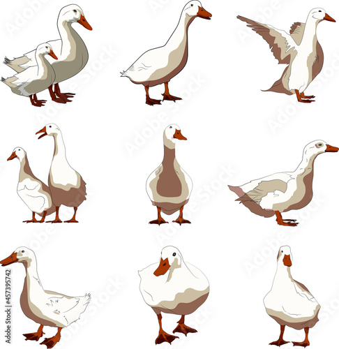 vector duck set broiler ducks