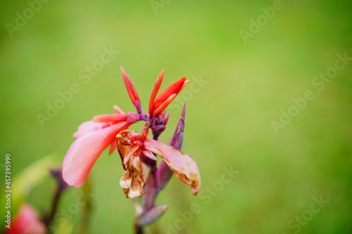 Canna Lily plant and green leaf