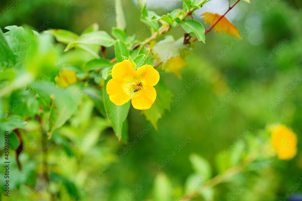 close up of yellow ludwigia octovalvis flower and bee close up of yellow ludwigia octovalvis flower and bee