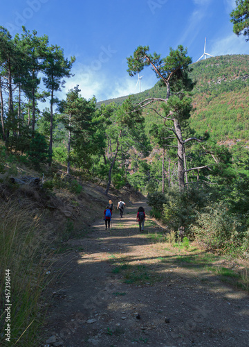 people hiking at the forest path