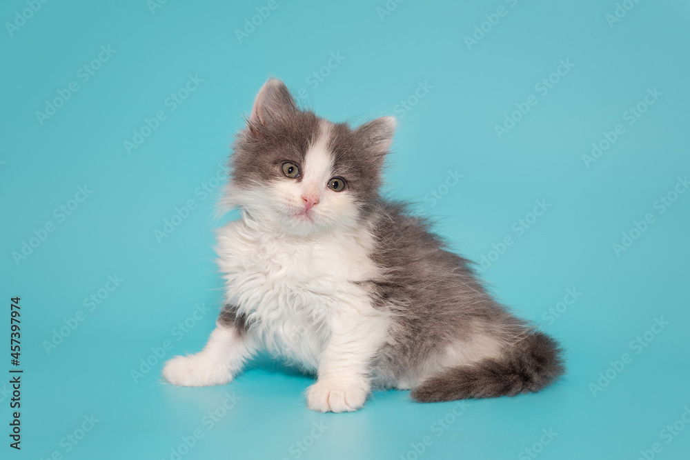 Small mongrel kitten of gray and white color