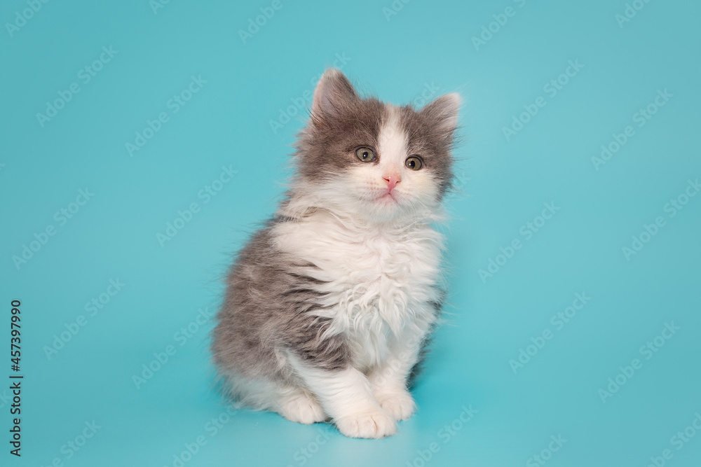 Small mongrel kitten of gray and white color