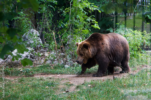 Konstfotografi Orso bruno marsicano in Abruzzo