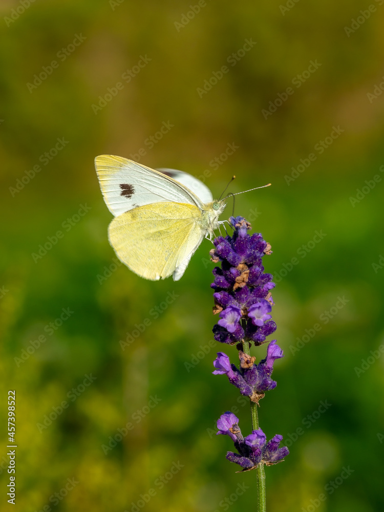 butterfly on a flower butterfly on a flower