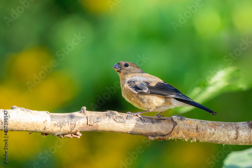 juventile bullfinch