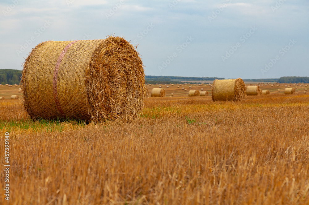Rolled golden straw on a cut field