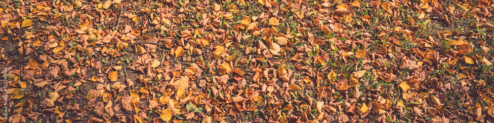 Fallen golden leaves covering ground of forest lawn top view.