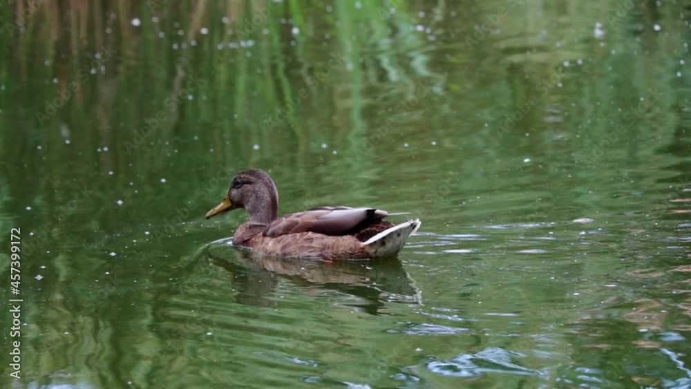 Wild duck swim in the pond. Uninhabited wild places Wild duck swim in the pond. Uninhabited wild places