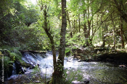 Río en un área boscosa de Galicia