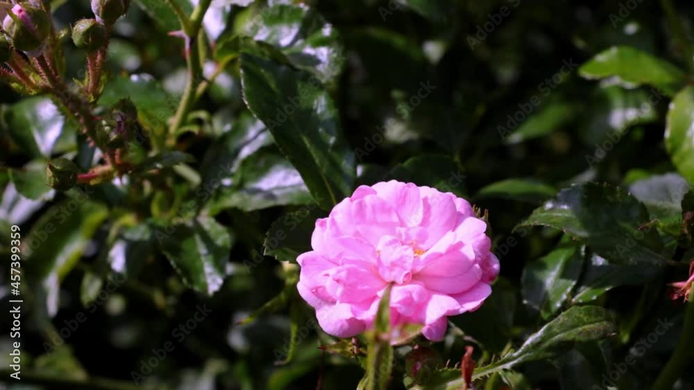 Pink flowering rose in the garden on a sunny day Pink flowering rose in the garden on a sunny day