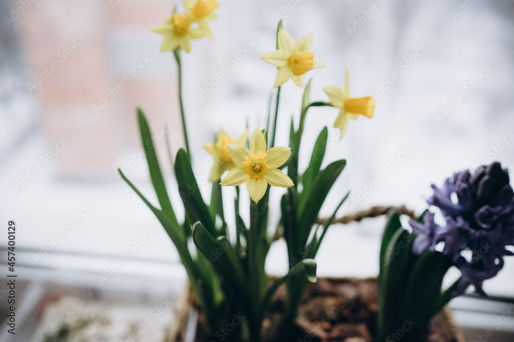 yellow daffodils and purple hyacinth in a basket on the windowsill