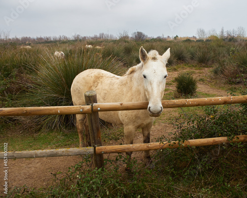 Beautiful White horse walking through a meadow in El Prat de Llo photo