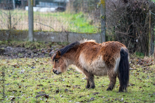 Little brown shetland pony standing in a field 