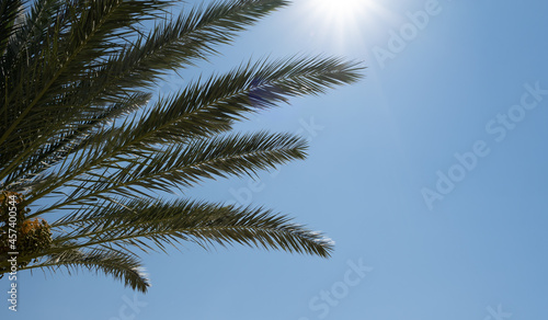 palm tree in front of blue sky background