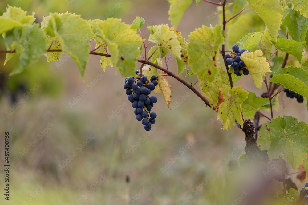 Vineyard in Occitanie