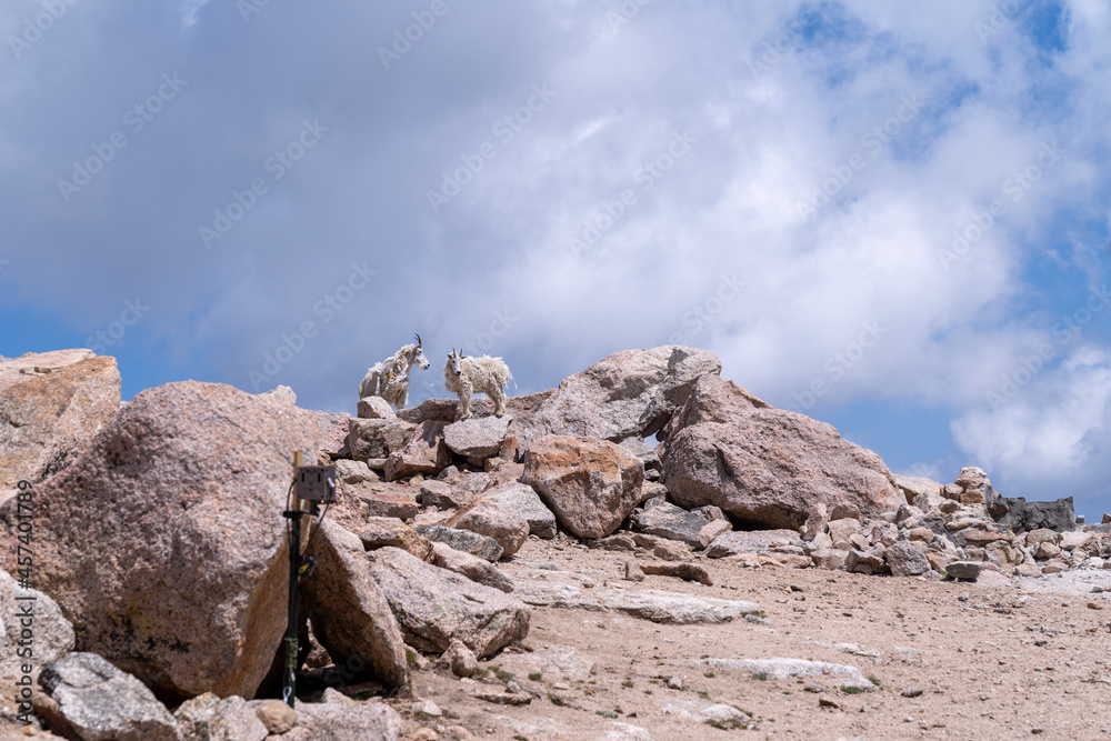 Two mountain goats climb over large boulders and rocks at the summit of Mt. Evans in Colorado