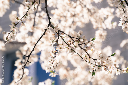 White luxuriant flowering branches of cherry blossoms in spring